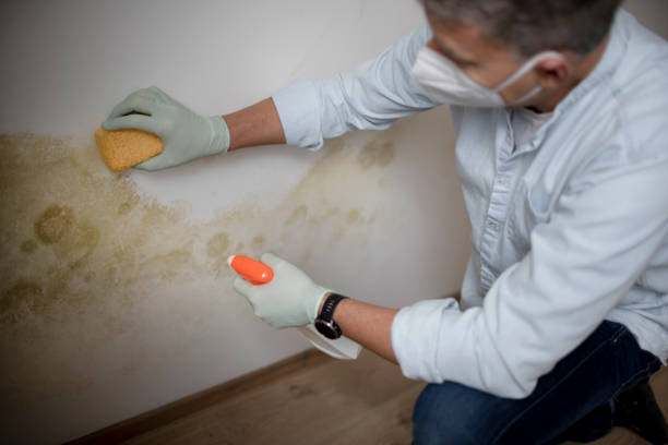 Best Attic Mold Removal  in Lake Dalecarlia, IN