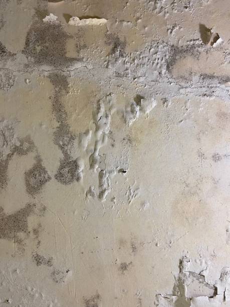 Best Black Mold Removal  in Lake Dalecarlia, IN